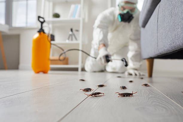 Affordable Termite Control solutions in Hernando, FL